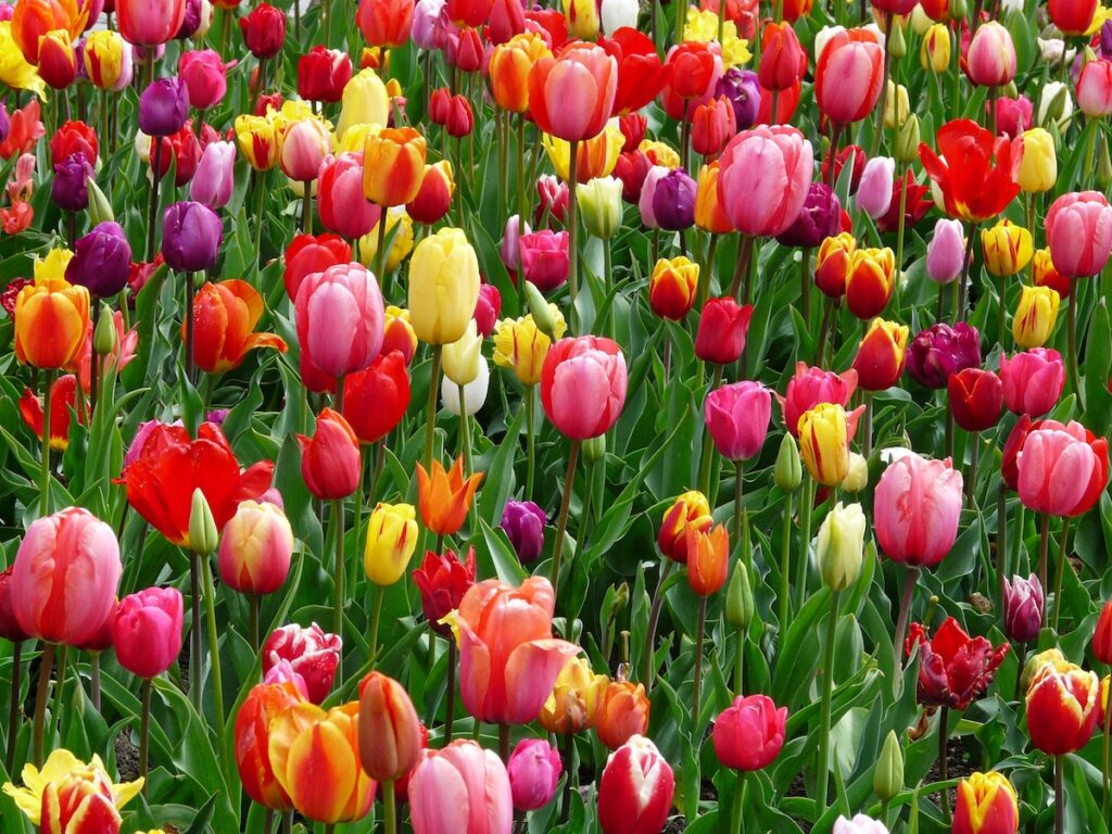 Field of multi-coloured tulips